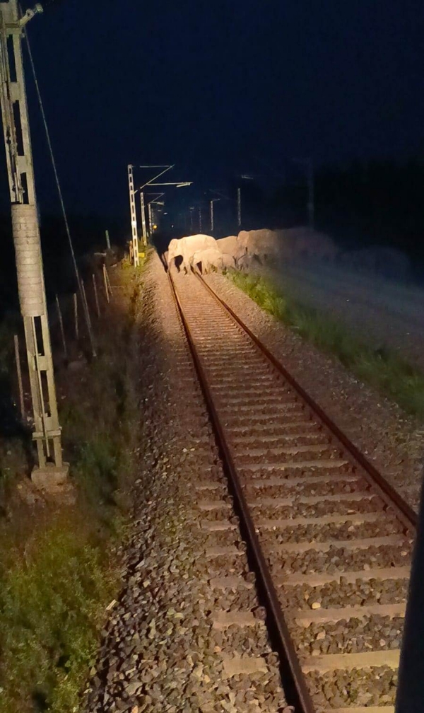 Guwahati: A herd of elephants in Assam crossing the rail line.