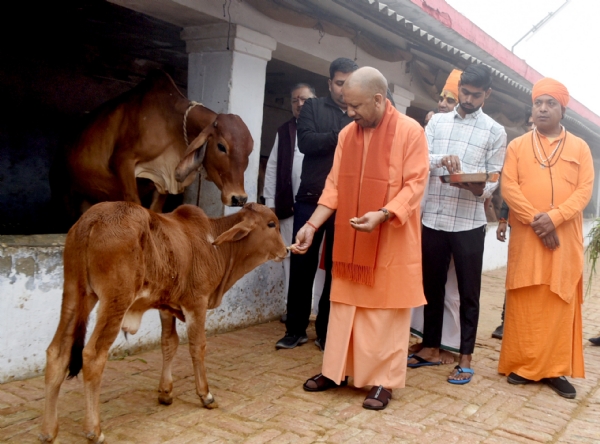 CM Yogi performs cow service