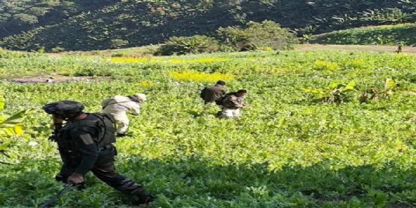 Joint team destroyed poppy crop in Manipur