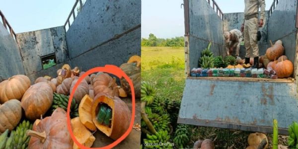 Brown sugar hidden inside pumpkin seized in Manipur