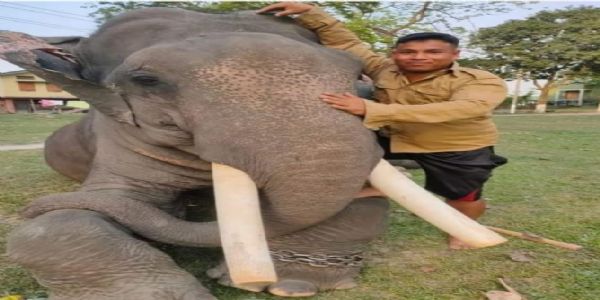 Mahavat dies in Pabitora wildlife sanctuary