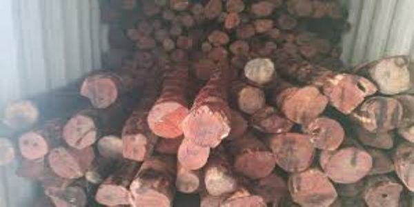 97 kg red sandalwood recovered in Mumbai, one arrested