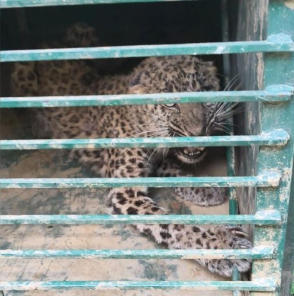 Leopard Captured In J&K’s Doda Town, Search On For Second