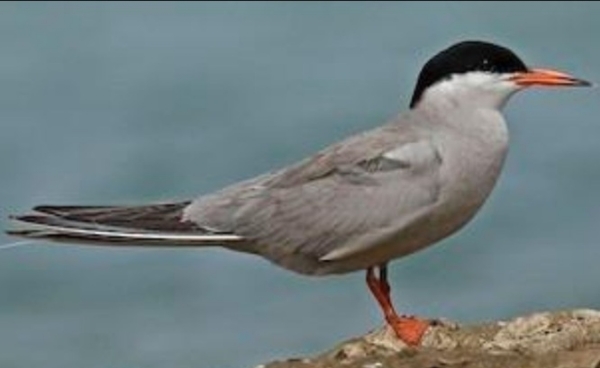 Global Migration Marvel: Arctic and White-Cheeked Terns Sighted for the First Time in Tamil Nadu