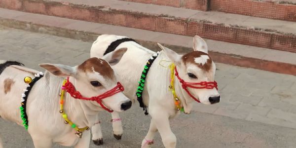 From Telangana to Alwar: Rare Punganur Cows Radha and Krishna Find New Divine Home