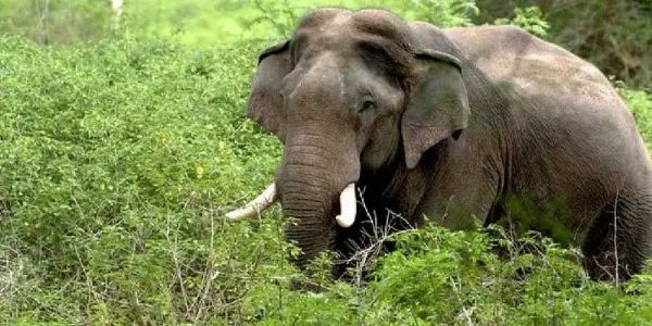 One killed, one injured in wild elephant attack in Sonitpur