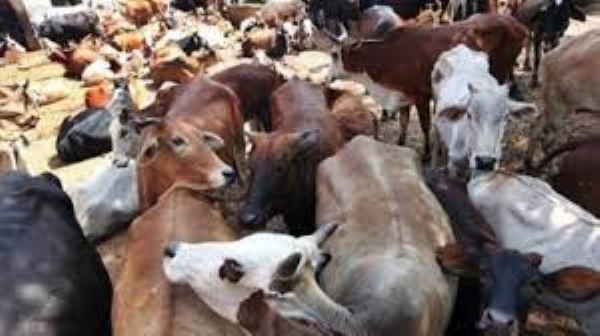 Crackdown on illegal slaughterhouses: 2 Gangster accused carrying bounty of Rs. 25k shot & arrested Crackdown on illegal slaughterhouses: 2 Gangster accused carrying bounty of Rs. 25k shot & arrested
