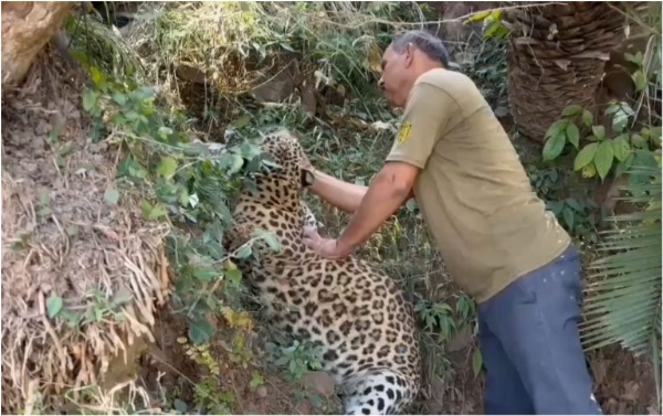 Leopard Found Dead In J&K’s Udhampur Leopard Found Dead In J&K’s Udhampur
