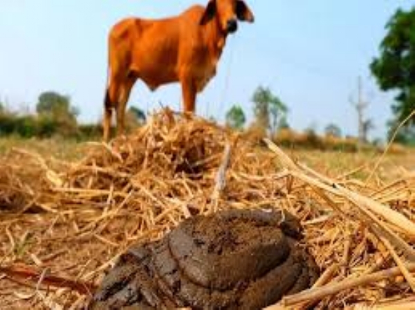 THE ECONOMICS OF COW DUNG AND URINE