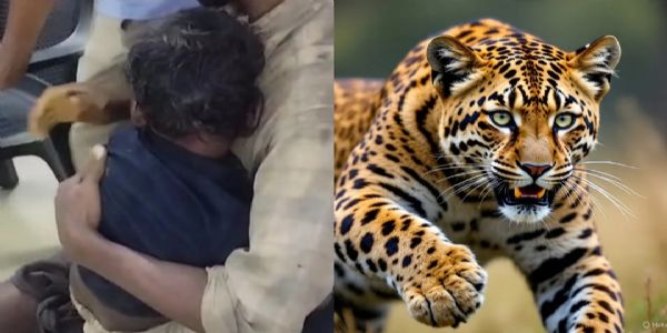 UP man killed in leopard attack, MLA seeks Rs 10 lakh in compensation to victim’s kin