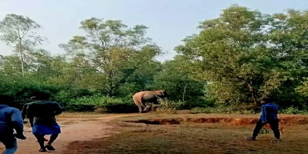 Forest officials on alert after elephant spotted in Sankrail