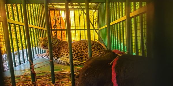 Leopard synonymous with terror in 30 villages trapped in cage after 22 days