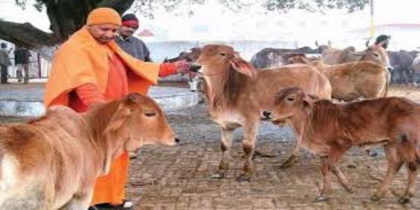 Cow-based rural income scheme: In UP, adopt 4 stray cows, earn up to Rs 6k/month