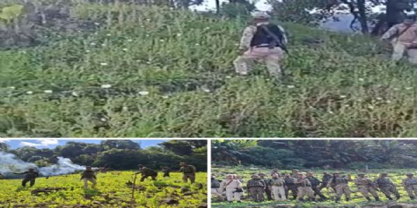 10 Acres of Illicit Poppy Cultivation Destroyed in Songlung of Manipur