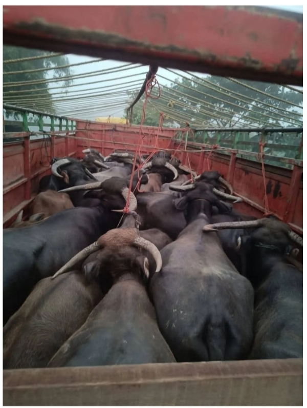 Image of the 37 seized Smuggled Bufellow in Cachar. Image of the 37 seized Smuggled Bufellow in Cachar.