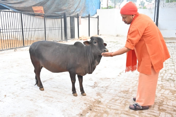 CM did cow service by feeding jaggery and roti CM did cow service by feeding jaggery and roti