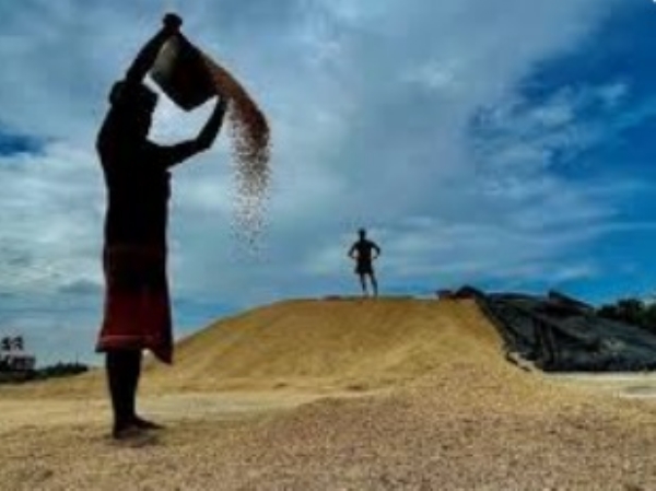 Farmers Stage Roadblock Protest in Tiruvarur, Demand Rs 35,000$ Per Acre Crop Damage Compensation Farmers Stage Roadblock Protest in Tiruvarur, Demand Rs 35,000$ Per Acre Crop Damage Compensation