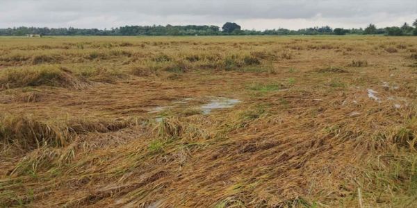 Delta Farmers Demand Disaster Declaration And Crop Loan Waiver