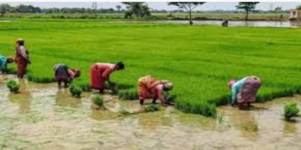 Delta Farmers Urge Quick Completion Of Crop Damage Assessment
