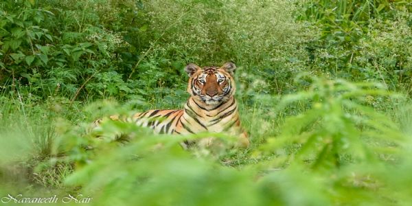 Kerala forest dept to tranquilise tiger spotted in Wayanad