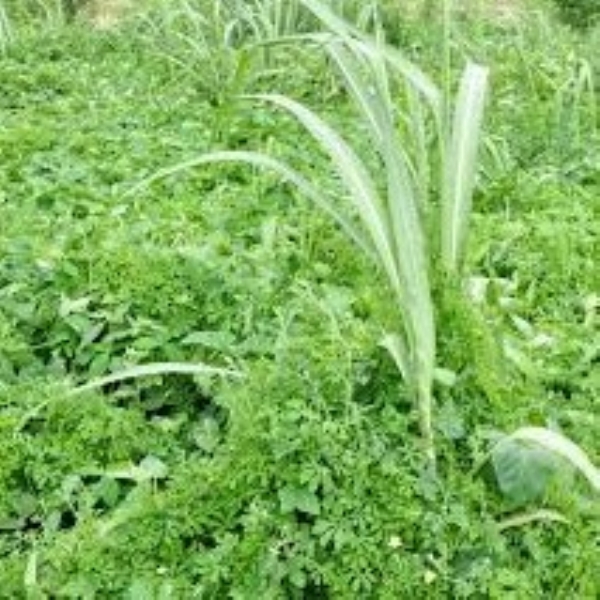 In natural farming systems, weeds damage crops growing in the field. In natural farming systems, weeds damage crops growing in the field.