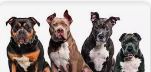 No more pit bulls and rottweilers allowed in chennai from december 20