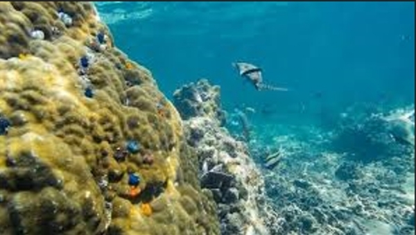 Tamil Nadu coastal ecosystem provides economic benefits worth 127 million dollars