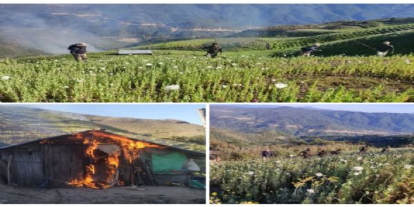 Security Forces Destroy 119 Acres of Poppy Plantation in Manipur