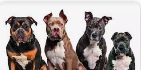 No more pit bulls and rottweilers allowed in chennai from december 20