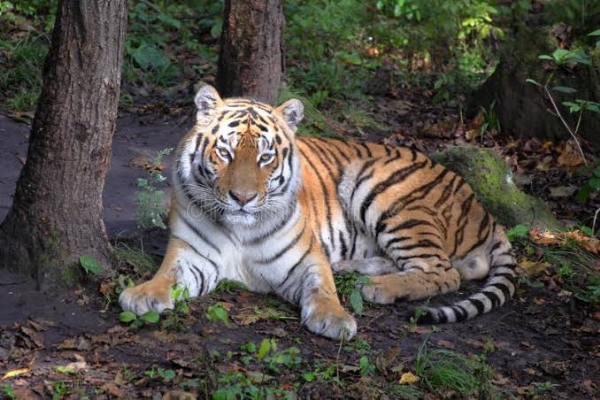 Tiger representative image