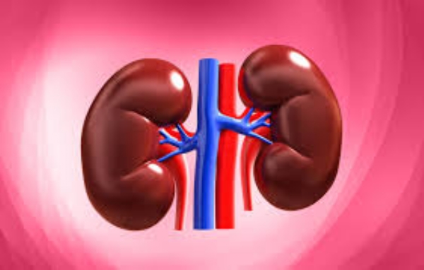 Kidney in Your Pocket-New Era Begins