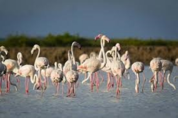 Synchronised bird census to begin across Tamil Nadu on December 27