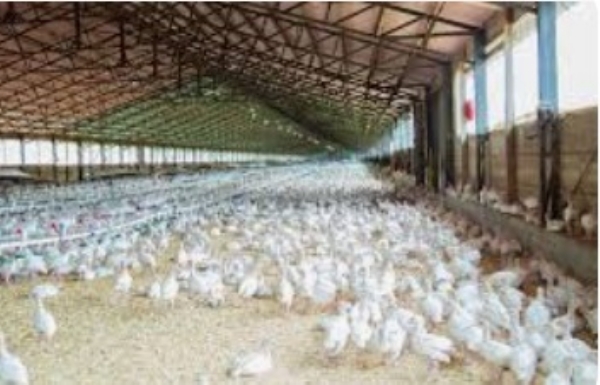 Tamil Nadu steps up vigil along Kerala border due to avian influenza