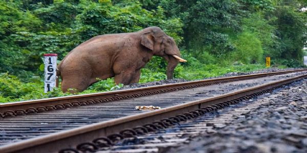 Nine Elephants Escape Train Mishap Due to Timely Intervention by Youth