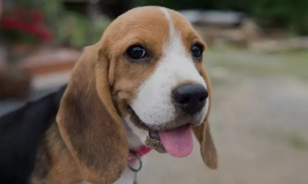 Ooty to Inaugurate Dedicated Pet Park at Arboretum