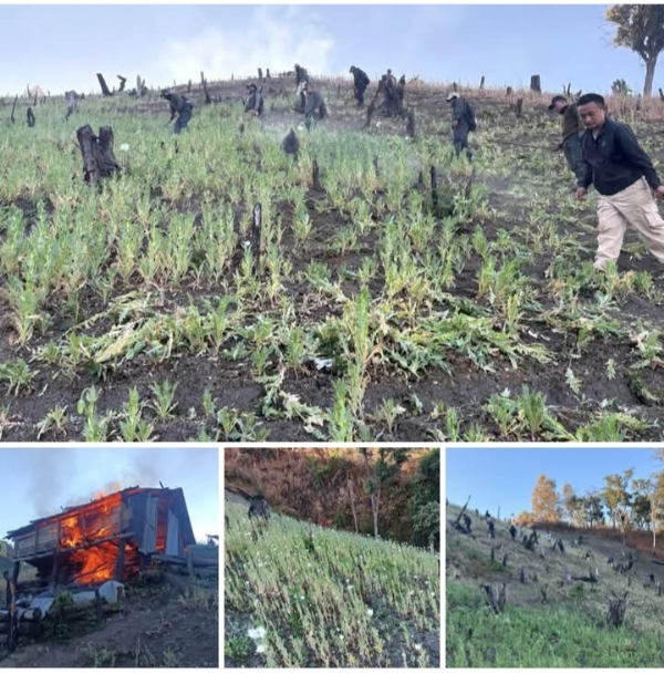 Image of the poppy plantation destroy.