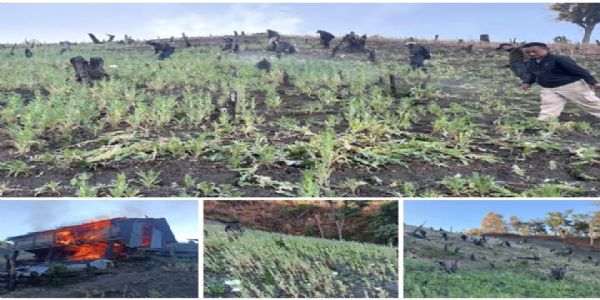 Combined Forces Destroy 35 Acres of Poppy Cultivation in Manipur