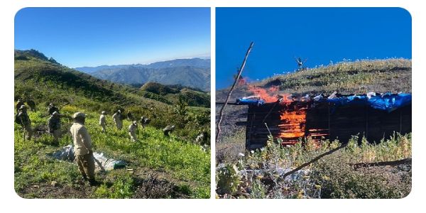 40 Acres of Illicit Poppy plantation Destroyed in Manipur