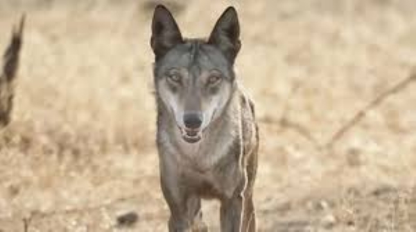 Newborn snatched away by wolf in Kaiserganj region Newborn snatched away by wolf in Kaiserganj region