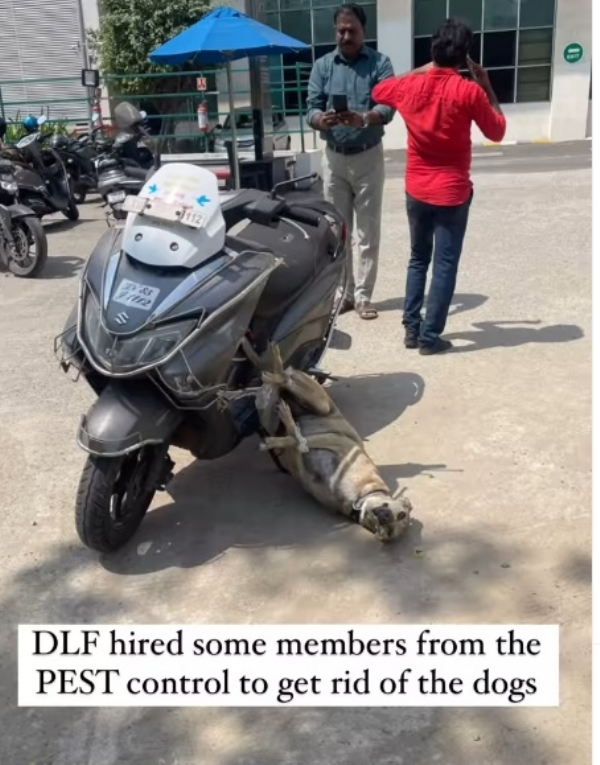 Dogs Tied Up and Left at DLF IT Park in Chennai