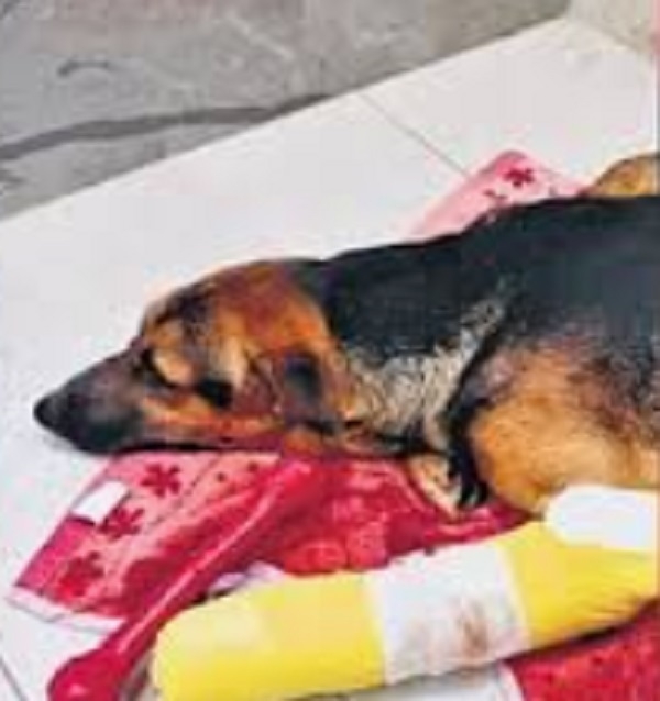 Stray Dog Thrown from Kovai Mall