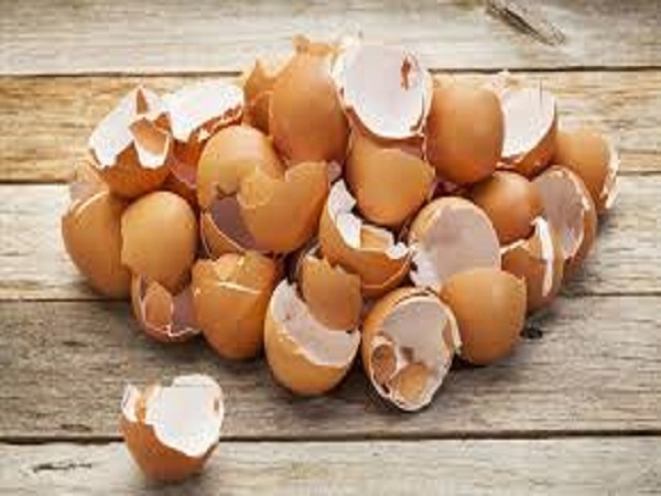 Eggs are known to be a nutritious food, but did you know that their shells can also help heal broken bones? A research team at Periyar University, Salem, has patented two technologies for the commercial production of hydroxyapatite, a calcium phosphate mineral found in bones and teeth, from eggshells.  These technologies can be used to convert eggshells into bone grafts, coatings for dental and orthopedic implants, and scaffolds for bone tissue engineering applications.  One of the patented technologies involves flowing a solution containing ground eggshells and phosphate in a microwave reactor. This rapidly and uniformly heats the solution using microwave radiation at around 100 degrees Celsius. The resulting product contains calcium phosphate in powder form and other byproducts, which can be washed and removed.  The researchers claim that their technology helps in the quick production of hydroxyapatite from eggshells and provides a better yield. The team has also designed and developed an indigenous microwave machine for the process.  This technology is a significant step forward in the medical field and could mark the beginning of a new era in the treatment of broken bones.