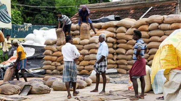 Migrant Workers Corner Jobs at Direct Paddy Purchase Centres, Local Labourers Cry Foul
