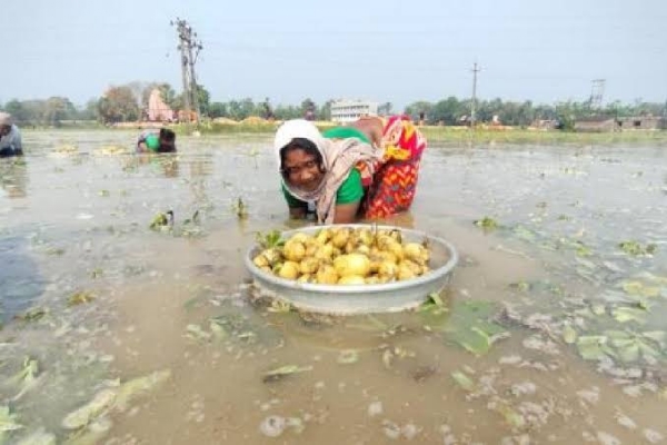 Khanakul farmers in trouble