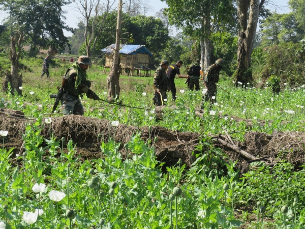 असम राइफल्स द्वारा अरुणाचल में चलाए गए अफीम विरोधी अभियान की तस्वीर।