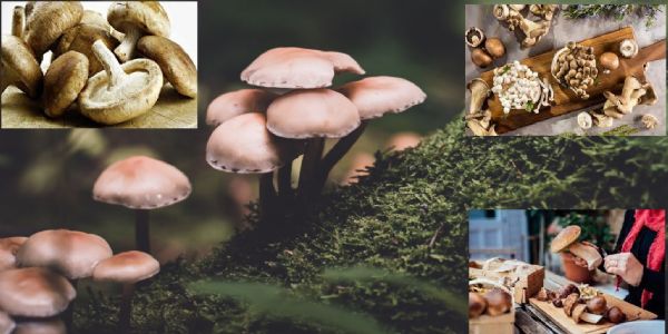 Mushrooms: Nutritional value and health benefits- a good vegetarian alternative to meat?