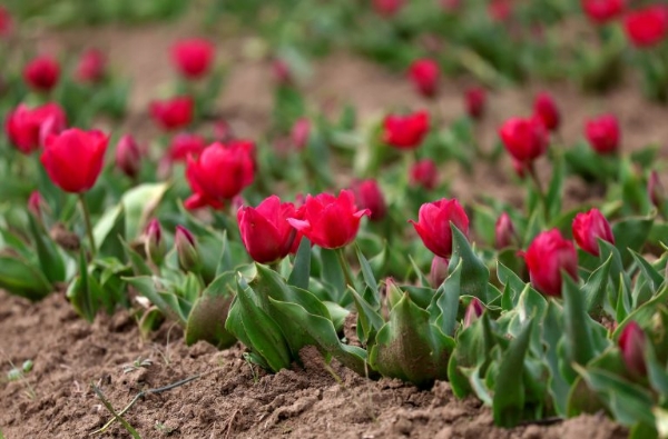 Asia’s Largest Tulip Garden In Srinagar To Open For Public On March 26, Mark Start Of Tourism Season