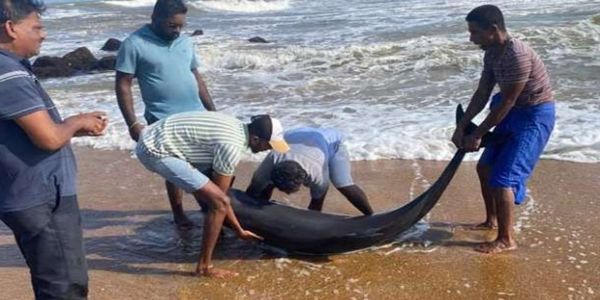 Six stranded dolphins found on Kalutara South beach in Sri Lanka