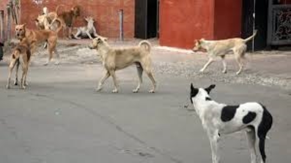 CM Stalin Urged to Act on Stray Dog Menace CM Stalin Urged to Act on Stray Dog Menace
