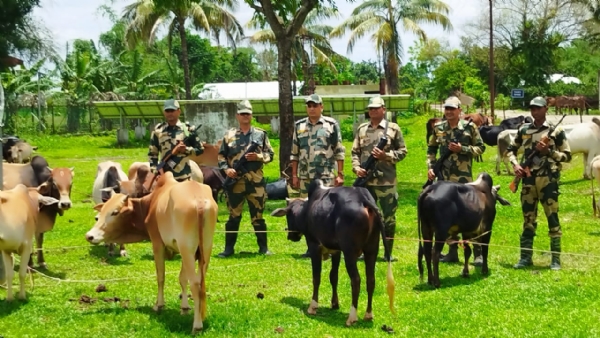 अंतरराष्ट्रीय सीमा के पास बीएसएफ द्वारा बचाए गए मवेशियों की तस्वीर।